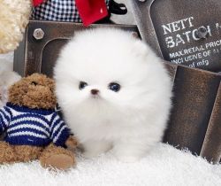 Potty Traine teacup Pomeranian Puppies Ready For Loving Homes