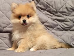 For Sale AKC Pomeranian Male Puppy - Canton, OH
