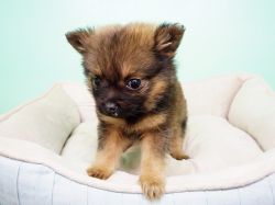 Pomeranian Puppy – Male - Dozer ($1,400)*Tcup