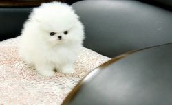 Pomeranian Puppies For A Good Home