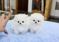Two beautiful Pomeranian puppies (xxx) xxx-xxx2