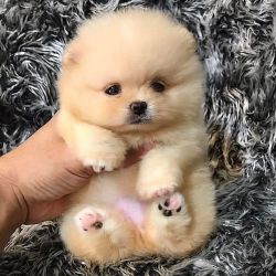 Tiny Teacup Pomeranian puppies pured breed. Text or call xxx-xxx-xxxx