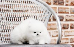 Affectionate White Pomeranian Puppies for Sale