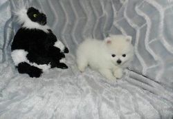 Teddy Bear Face White Pomeranian Puppies for Sale