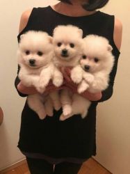 Super Teacup Pomeranian puppies for sale