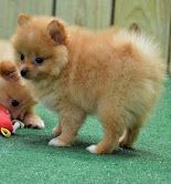 Pomeranian puppies ooking for a lovey home call or text 662676075