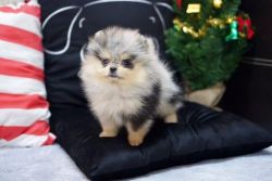 Stunning Pom puppies for sale