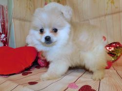 Pomeranian Girls. Extremely Affectionate. Financing.