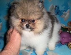 Pomeranian puppy for a new home