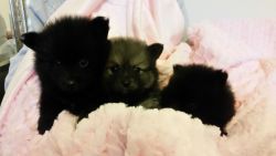 black pomeranian puppies availble