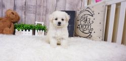 Pomapoo - Female - Channel ($900)
