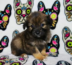 Pomeranian/Maltese Puppies