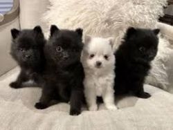 5 Rehoming Pomeranian Puppies