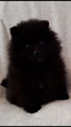 Pure black pom puppy