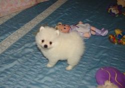 excellent pomeranian puppies now ready for good homes