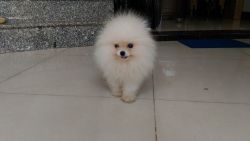 little Pomeranians are looking for their forever home.