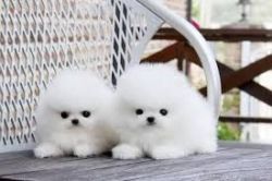 Awesome Shih tzu Puppies(xxx) xxx-xxx3