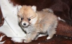 Gorgeous Male and Female Pomeranian Puppies Available