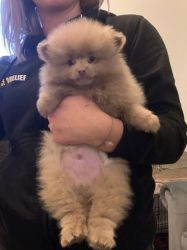 Pomeranian puppies for Sale
