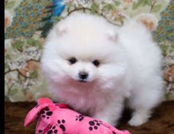 Awesome Personality Pomeranian Puppies