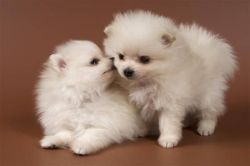 Adorable Pomeranian Puppies for fast respond text us xxx-xxx-xxxx