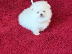 Pure White Pomeranian Puppy For Adoption text :xxxxxxxxxx