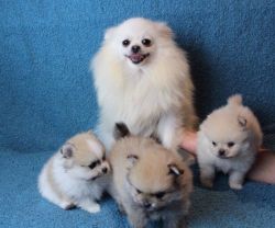 +1(8xx) xx6-xx58 Adorable AKC Pomeranian puppies