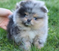 Little Pomeranian Puppies for sale