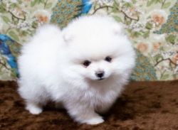 Cute pomeranian puppies for good home