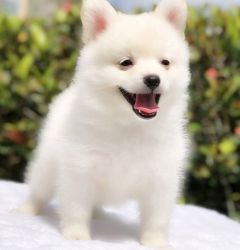 sweetest Pomeranian puppies for sale.