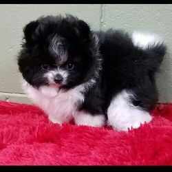 Adorable pom puppies for sales adoption