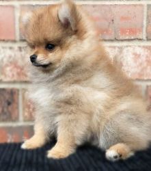 Gorgeous Male and Female Pomeranian Puppies
