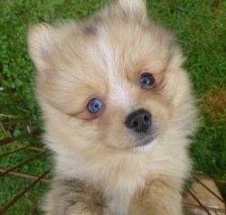 Beautiful Teacup Pomeranian Puppies (xxx) xxx-xxx2