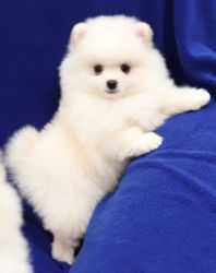 White teacup male and female Pomeranian puppies