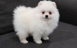CKC Reg Pomeranian Puppies For Sale