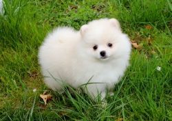 Well Socialized Teacup Pomeranian Puppies