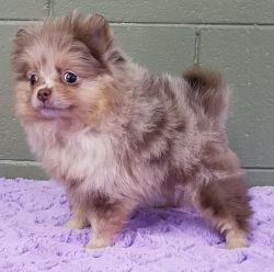 Beautiful Teacup Pomeranian Puppies male and female