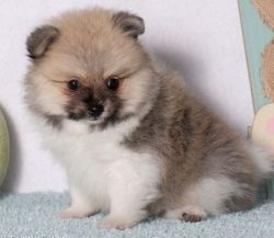 Playful and Snuggly Pomeranian Puppies