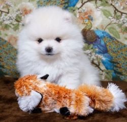 Cute pomeranian puppies for sale 415xx758xx0471