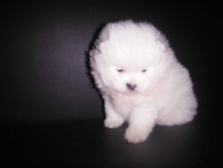 Xxx Small Pure White Pomeranian Girl