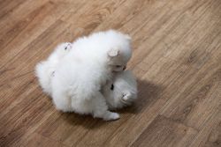 Home Raised Tiny Pomeranian Puppies For Sal