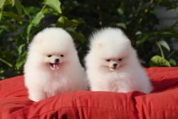 Sweet Pomerania Puppies Text me for more details (xxx) xxx-xxx8