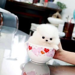 Miniature Tiny TeaCup Pomeranian Puppies | AKC