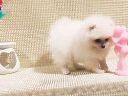 White Boy And White Girl Pomeranian For Sale