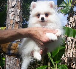 playful and loving Pomeranian puppies
