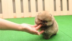 Top home raised Teacup Pomeranian puppies