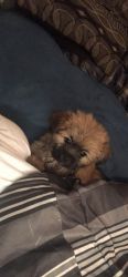 3 month old Pomeranian