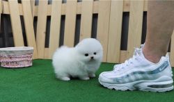 Beautiful T-Cup Pomeranian Puppies For Sale