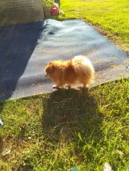 Pomeranian puppies for sell