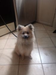 Male Pomeranian pup in need of new home